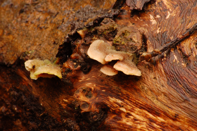 Steccherinum bourdotii